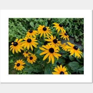 Yellow Coneflower Posters and Art